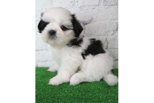 成約済の大阪府のシーズー-135089の1枚目