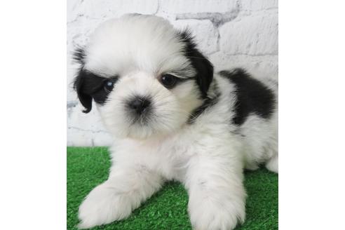 成約済の大阪府のシーズー-135089の5枚目