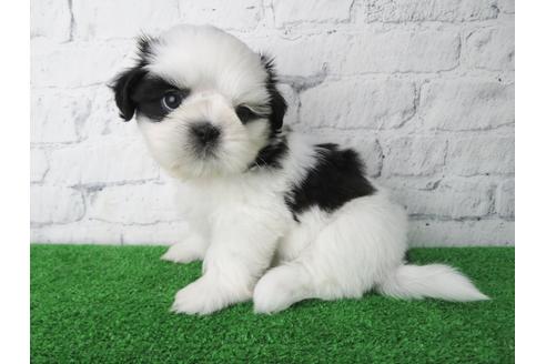 成約済の大阪府のシーズー-135089の4枚目