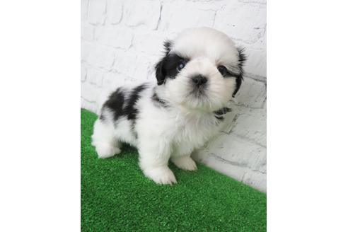 成約済の大阪府のシーズー-135089の3枚目