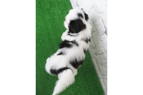 成約済の大阪府のシーズー-135089の2枚目