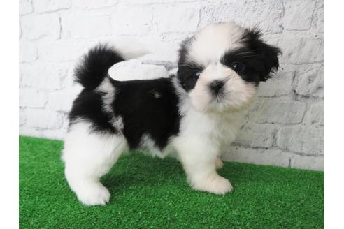 成約済の大阪府のシーズー-135093の1枚目