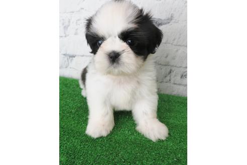 成約済の大阪府のシーズー-135093の3枚目