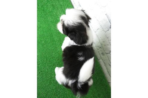 成約済の大阪府のシーズー-135093の2枚目