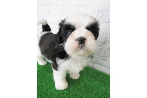 成約済の大阪府のシーズー-135094の5枚目