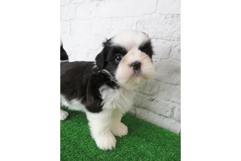 成約済の大阪府のシーズー-135094の4枚目