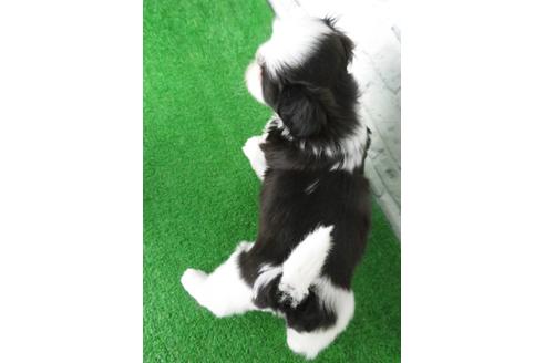 成約済の大阪府のシーズー-135094の2枚目