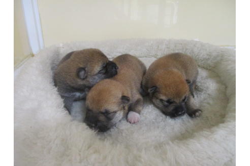 成約済の岡山県の柴犬-135100の7枚目