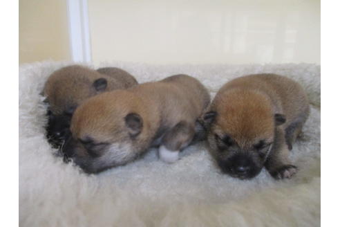 成約済の岡山県の柴犬-135100の6枚目