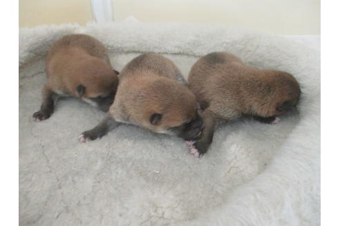 成約済の岡山県の柴犬-135112の11枚目