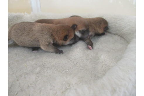 成約済の岡山県の柴犬-135112の10枚目