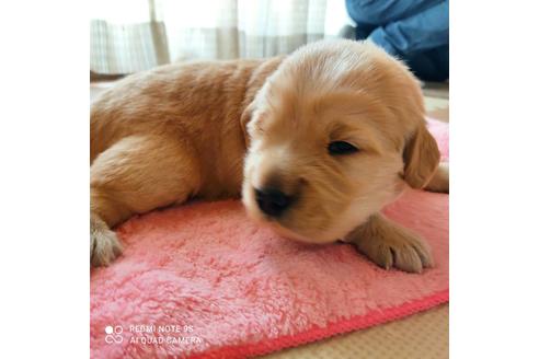 成約済の岡山県のゴールデンレトリーバー-133573の1枚目