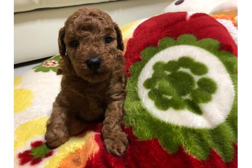 成約済の神奈川県のトイプードル-135135の1枚目