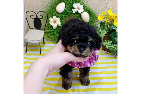 成約済の広島県のティーカッププードル-135194の2枚目