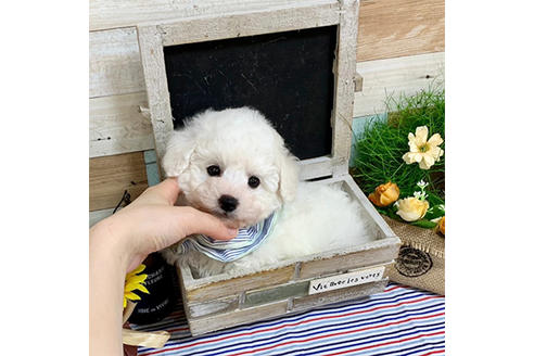 成約済の広島県のミックス犬-135195の1枚目