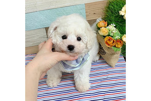 成約済の広島県のミックス犬-135195の2枚目