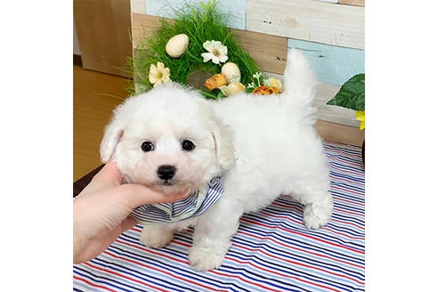 成約済の広島県のミックス犬-135195の3枚目