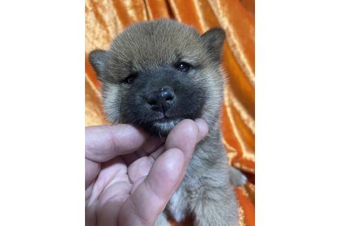 成約済の福岡県の柴犬-134066の1枚目