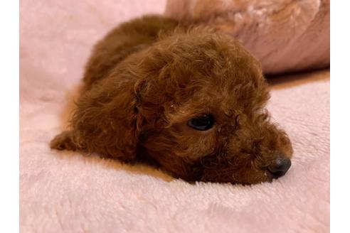 成約済の静岡県のティーカッププードル-135261の2枚目