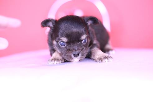 成約済の愛知県のチワワ(ロングコート)-134203の2枚目