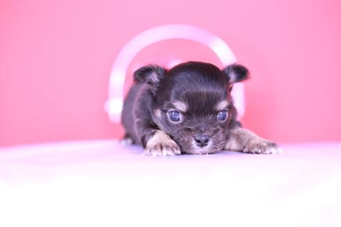 成約済の愛知県のチワワ(ロングコート)-134203の1枚目