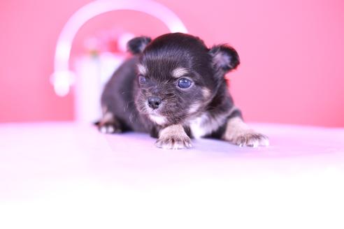 成約済の愛知県のチワワ(ロングコート)-134203の3枚目