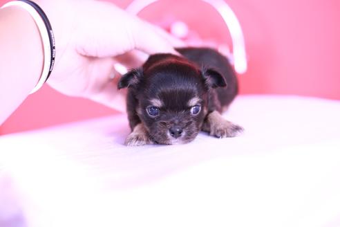 成約済の愛知県のチワワ(ロングコート)-134203の5枚目