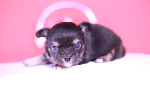 成約済の愛知県のチワワ(ロングコート)-134203の4枚目