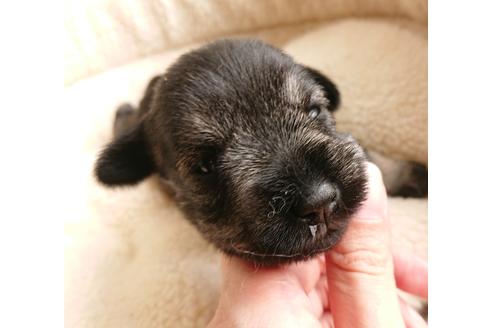 成約済の愛知県のミニチュアシュナウザー-135279の5枚目