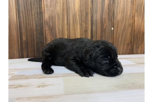 成約済の愛知県のラブラドールレトリーバー-135281の2枚目