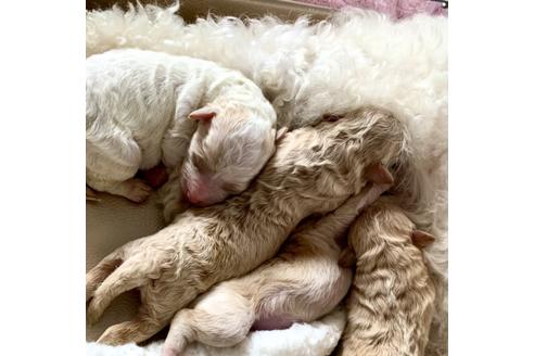 成約済の東京都のミックス犬-134662の21枚目