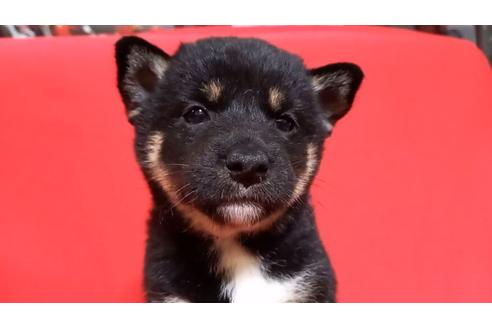 成約済の沖縄県の柴犬-135297