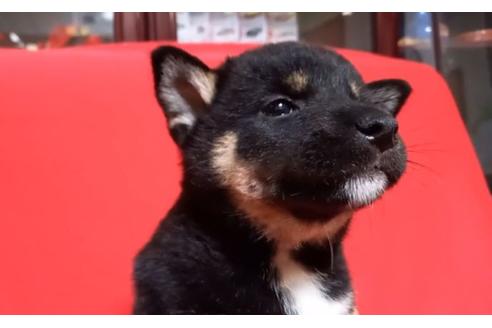 成約済の沖縄県の柴犬-135297の2枚目