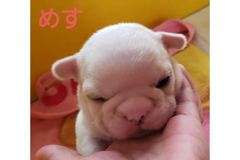 成約済の広島県のフレンチブルドッグ-133943
