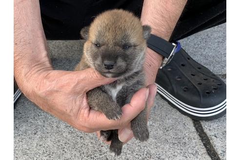 成約済の長崎県の柴犬-135393の5枚目