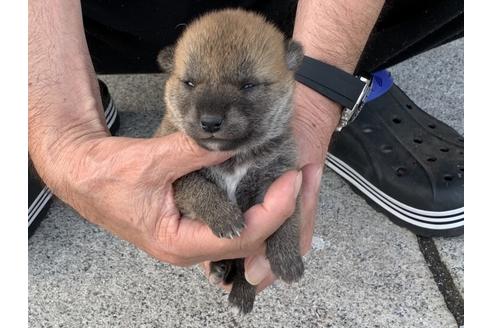 成約済の長崎県の柴犬-135393の4枚目