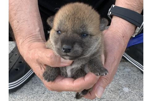 成約済の長崎県の柴犬-135393の3枚目