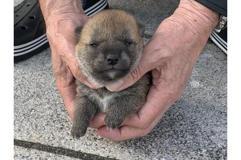 成約済の長崎県の柴犬-135393の2枚目