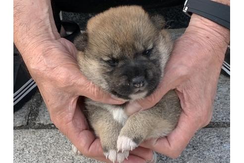 成約済の長崎県の柴犬-135397の1枚目