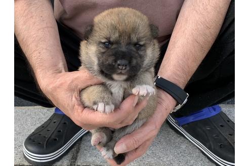 成約済の長崎県の柴犬-135397の5枚目