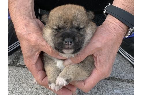 成約済の長崎県の柴犬-135397の4枚目