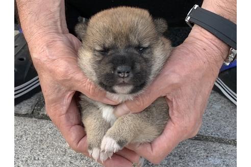 成約済の長崎県の柴犬-135397の3枚目