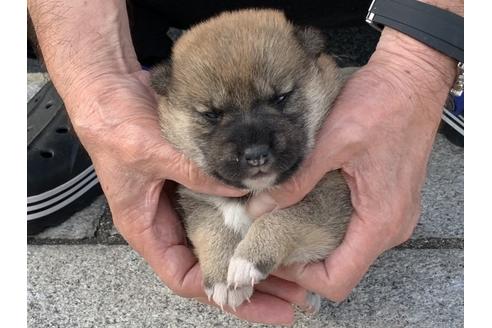 成約済の長崎県の柴犬-135397の2枚目