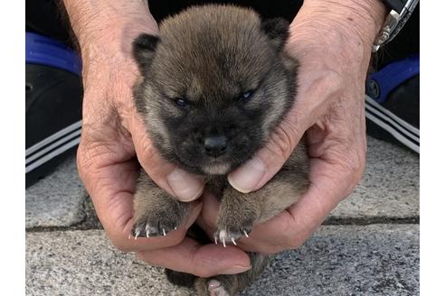 成約済の長崎県の柴犬-135402