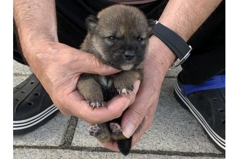 成約済の長崎県の柴犬-135402の5枚目