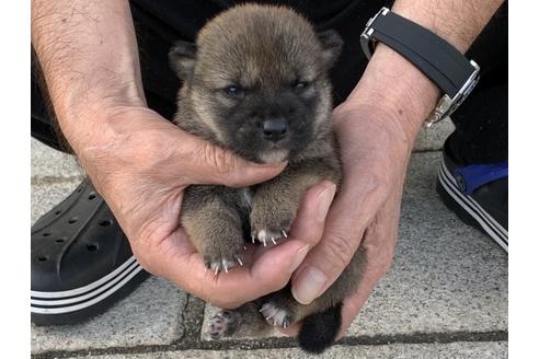 成約済の長崎県の柴犬-135402の4枚目