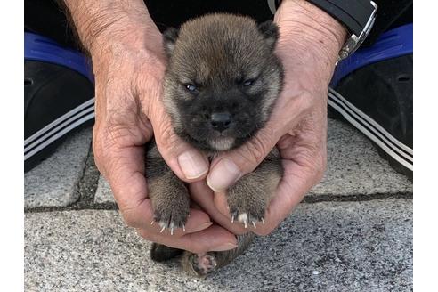 成約済の長崎県の柴犬-135402の3枚目