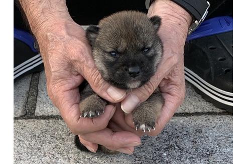 成約済の長崎県の柴犬-135402の2枚目