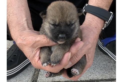 成約済の長崎県の柴犬-135403の5枚目