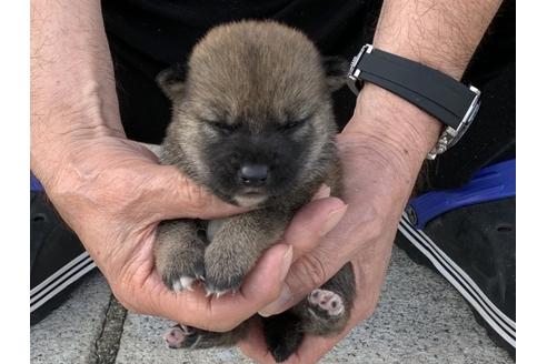 成約済の長崎県の柴犬-135403の4枚目